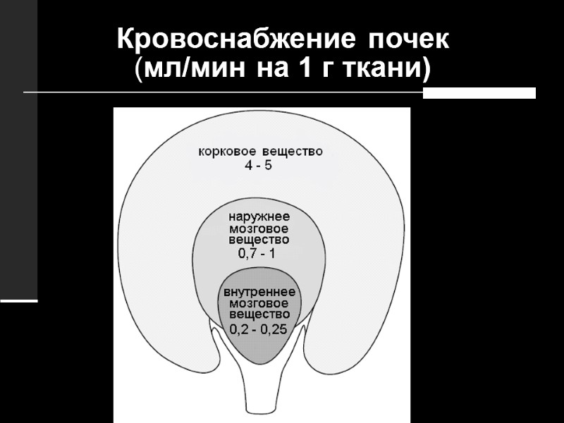 Кровоснабжение почек  (мл/мин на 1 г ткани)